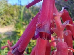 Lachenalia bulbifera longer inner tepals